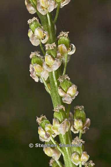 triglochin maritima 5 graphic